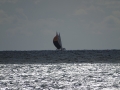 DSC00906